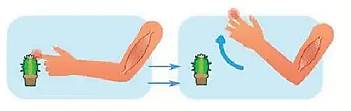 5+ Đề thi Giữa kì 2 Sinh học 11 Chân trời sáng tạo (cấu trúc mới, có đáp án)