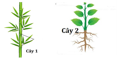 5+ Đề thi Giữa kì 2 Sinh học 11 Chân trời sáng tạo (cấu trúc mới, có đáp án)