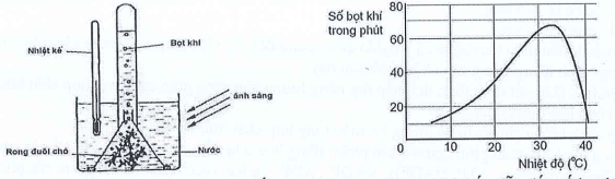 Đề thi Giữa kì 1 Sinh học 11 năm 2024-2025 trường THPT Dĩ An (Bình Dương)