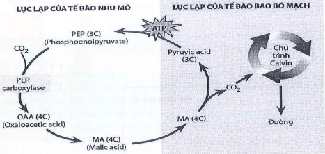 Đề thi Giữa kì 1 Sinh học 11 năm 2024-2025 trường THPT Dĩ An (Bình Dương)