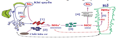Đề thi Giữa kì 1 Sinh học 11 năm 2024-2025 trường THPT Lê Hồng Phong (Đắk Lắk)