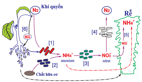 Đề thi Giữa kì 1 Sinh học 11 năm 2025-2026 trường THPT Số 1 Ngô Gia Tự (Đắk Lắk)