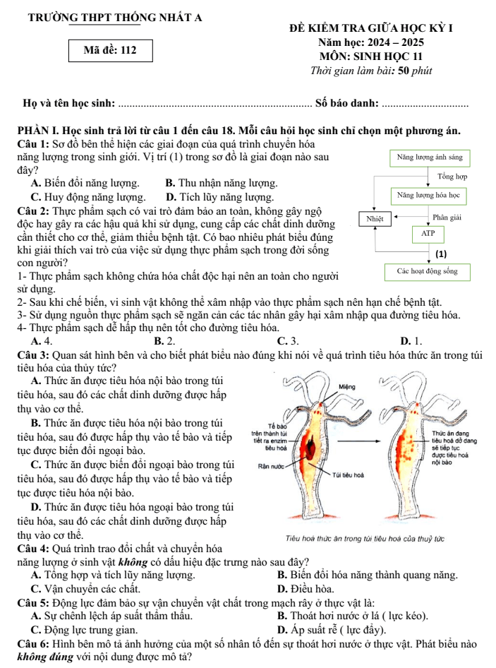 Đề thi Giữa kì 1 Sinh học 11 năm 2024-2025 trường THPT Thống Nhất A (Đồng Nai)