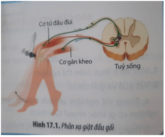 Đề thi Giữa kì 2 Sinh học 11 năm 2024-2025 trường THPT Gio Linh (Quảng Trị)