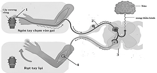 Đề thi Giữa kì 2 Sinh học 11 năm 2025-2026 trường THPT Số 1 Ngô Gia Tự (Đắk Lắk)