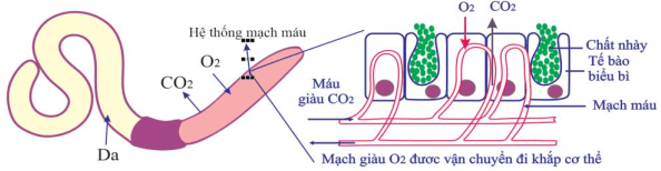 Đề thi Học kì 1 Sinh học 11 năm 2025-2026 trường THPT Duy Tân (Quảng Ngãi)
