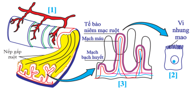 Đề thi Học kì 1 Sinh học 11 năm 2024-2025 trường THPT Kẻ Sặt (Hải Dương)