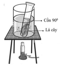 Đề thi Học kì 1 Sinh học 11 năm 2025-2026 trường THPT Lương Thế Vinh (TP HCM)