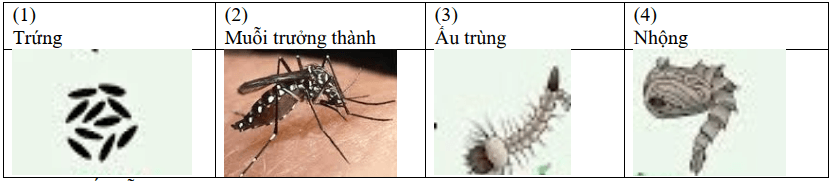 Đề thi Học kì 2 Sinh học 11 năm 2024-2025 trường THPT Gio Linh (Quảng Trị)