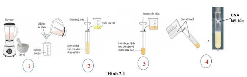 Đề thi Giữa kì 1 Sinh học 12 năm 2025-2026 trường THPT Hướng Hóa (Quảng Trị)