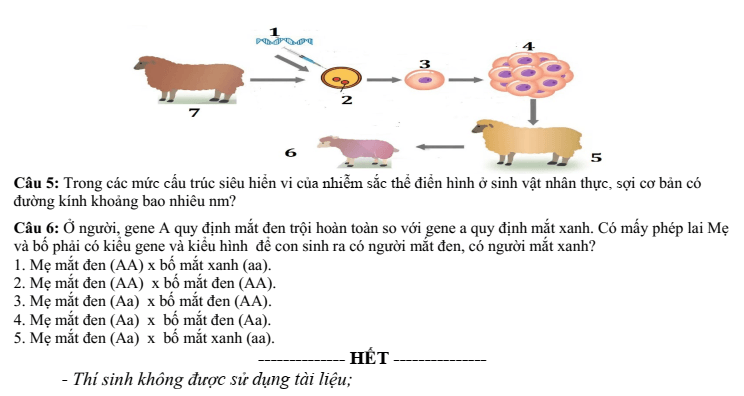 Đề thi Giữa kì 1 Sinh học 12 năm 2024-2025 trường THPT Lê Hồng Phong (Đăk Lăk)