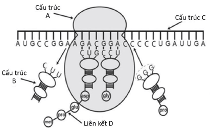 Đề thi Giữa kì 1 Sinh học 12 năm 2025-2026 trường THPT Lý Tự Trọng (Đà Nẵng)