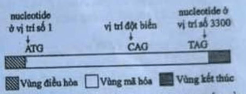 Đề thi Giữa kì 1 Sinh học 12 năm 2025-2026 trường THPT Số 1 Lê Hồng Phong (Đăk Lăk)