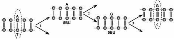 Đề thi Giữa kì 1 Sinh học 12 năm 2024-2025 trường THPT Thống Nhất A (Đồng Nai)