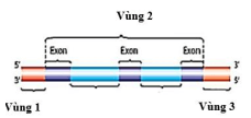 Đề thi Học kì 2 Sinh học 12 năm 2024-2025 Sở Nam Định