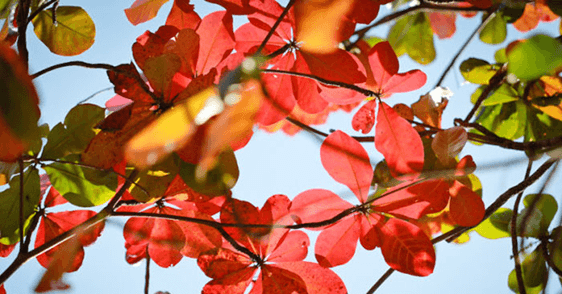 30 Đề thi Học kì 1 Tiếng Việt lớp 4 Kết nối tri thức (có đáp án, cấu trúc mới)