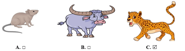 Đề cương ôn tập Giữa kì 2 Tiếng Anh lớp 5 Family and Friends (có lời giải)