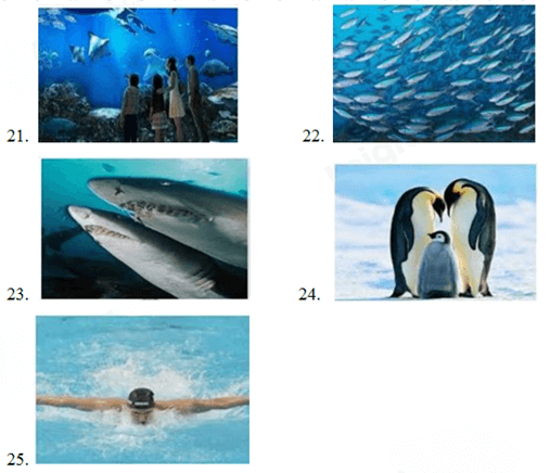 Đề thi vào lớp 6 môn Tiếng Anh trường Nguyễn Tất Thành (năm 2021)