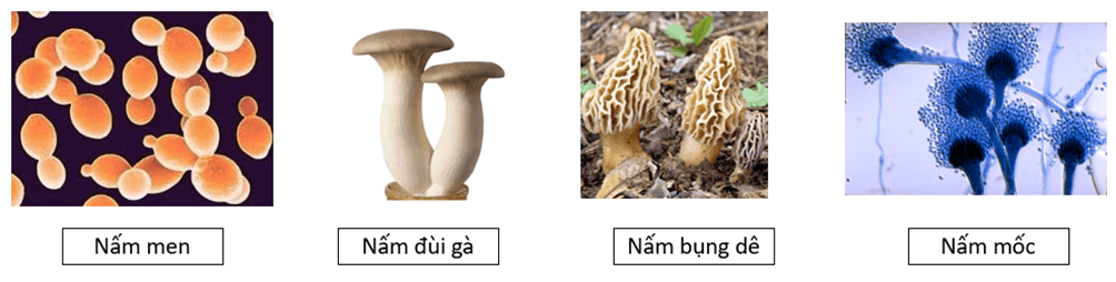 Đề cương ôn tập Giữa kì 2 KHTN 6 Chân trời sáng tạo (nối tiếp)