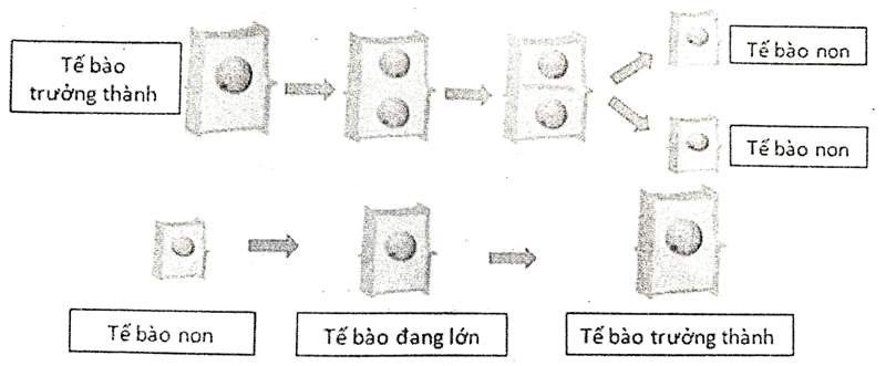 Đề cương ôn tập Học kì 1 KHTN 6 Cánh diều (nối tiếp)