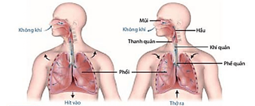 6 Đề thi Học kì 1 KHTN 7 Chân trời sáng tạo năm 2025 (có đáp án) | Đề thi Khoa học tự nhiên 7