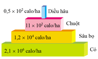 22+ Đề thi Học kì 2 Khoa học tự nhiên 8 Kết nối tri thức (cấu trúc mới, có đáp án)
