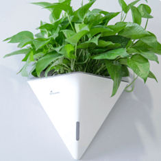 10 Đề thi Học kì 1 Toán 8 Chân trời sáng tạo (có đáp án, cấu trúc mới)