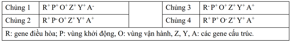 3 Đề thi Giữa kì 1 Sinh học 12 Cánh diều (có đáp án + ma trận)