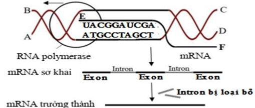 3 Đề thi Giữa kì 1 Sinh học 12 Kết nối tri thức (có đáp án, cấu trúc mới)