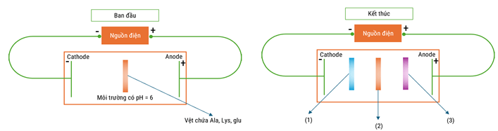 Đề thi học sinh giỏi Hóa học 12 trường THPT Hàn Thuyên (Bắc Ninh) năm 2025-2026