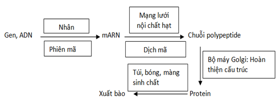 Đề thi học sinh giỏi Sinh 10 năm 2024 (có đáp án)