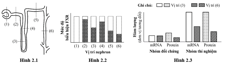 Đề thi học sinh giỏi Sinh 11 năm 2024 (có đáp án)