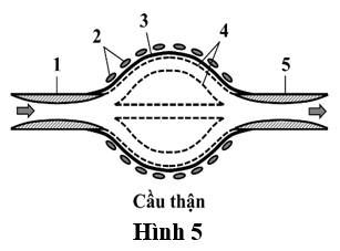 Đề thi học sinh giỏi Sinh 11 năm 2024 (có đáp án)