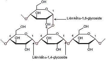 (Ôn thi ĐGNL, ĐGTD) Chuyên đề: Carbohydrate