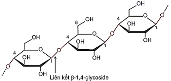 (Ôn thi ĐGNL, ĐGTD) Chuyên đề: Carbohydrate
