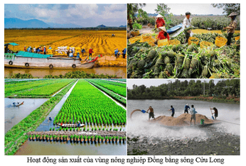 Sưu tầm một số hình ảnh về hoạt động sản xuất nông nghiệp nổi bật của một vùng nông nghiệp ở nước ta