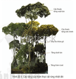 Quan sát hình 22.5, hãy mô tả cấu trúc của rừng nhiệt đới