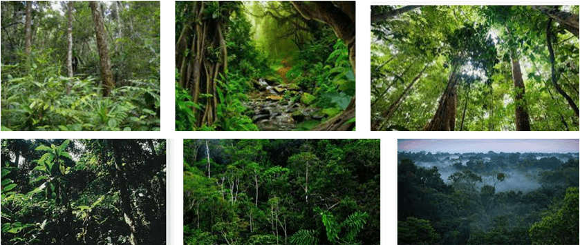 Lý thuyết Địa Lí 6 Bài 20: Sinh vật và sự phân bố các đới thiên nhiên. Rừng nhiệt đới | Chân trời sáng tạo