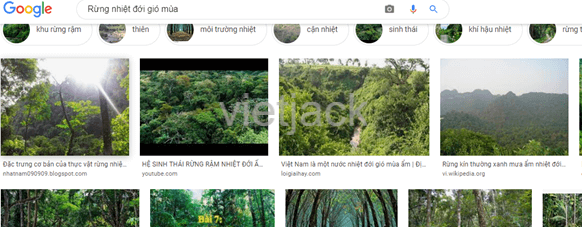 Ở Việt Nam, kiểu rừng nhiệt đới nào chiếm ưu thế