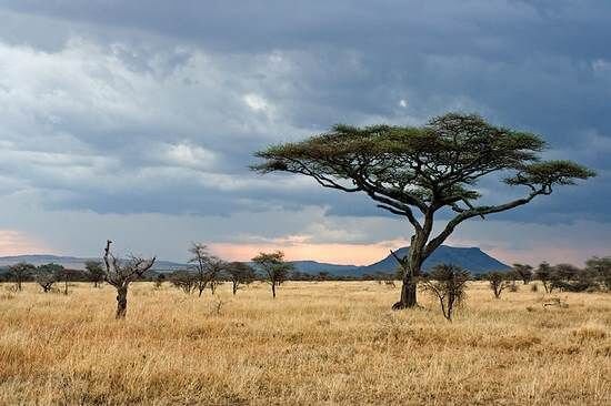 Lý thuyết Địa Lí 7 Chân trời sáng tạo Bài 9: Thiên nhiên châu Phi