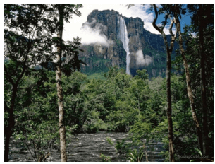Dựa vào kiến thức đã học, sưu tầm những hình ảnh nổi bật về rừng nhiệt đới ở Nam Mỹ