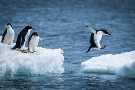 Lý thuyết Địa Lí 7 Kết nối tri thức Bài 19: Châu Nam Cực