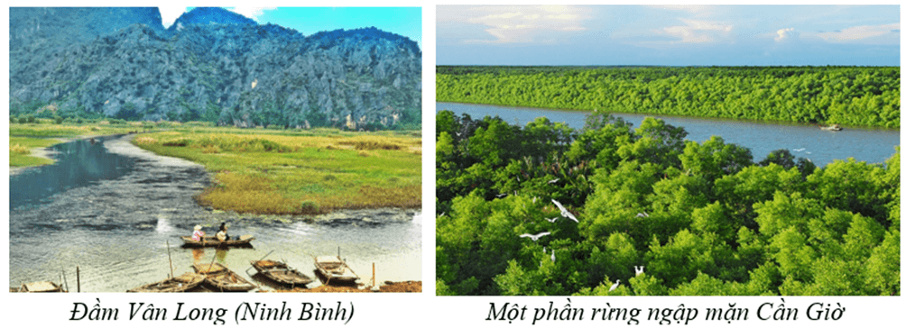 Lý thuyết Địa Lí 8 Cánh diều Bài 10: Đặc điểm chung của sinh vật và vấn để bảo tồn đa dạng sinh học ở Việt Nam