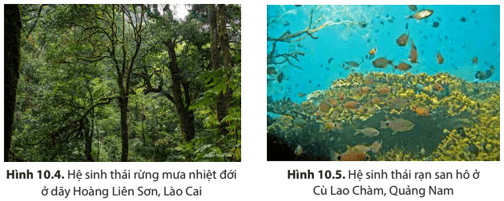 Lý thuyết Địa Lí 8 Kết nối tri thức Bài 10: Sinh vật Việt Nam