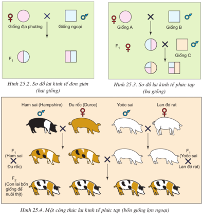 Lý thuyết Công nghệ 10  Bài 25: Các phương pháp nhân giống vật nuôi và thủy sản (hay, chi tiết) | Lý thuyết Công nghệ 10 đầy đủ nhất