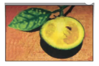 Bài 12: Nhận biết một số loại sâu, bệnh hại cây ăn quả