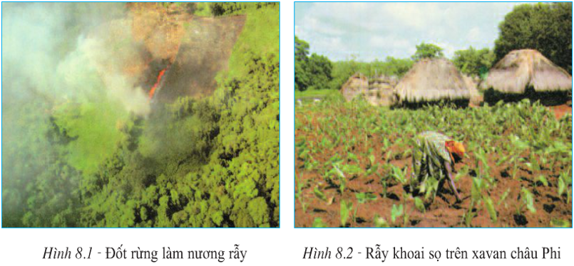 Lý thuyết Địa Lí 7 Bài 8: Các hình thức canh tác trong nông nghiệp ở đới nóng hay, chi tiết