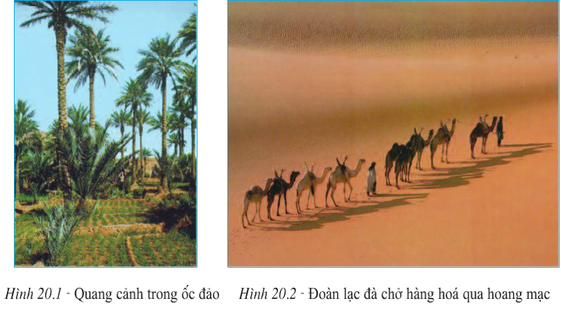 Lý thuyết Địa Lí 7 Bài 20: Hoạt động kinh tế của con người ở hoang mạc hay, chi tiết