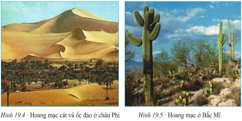 Lý thuyết Địa Lí 7 Bài 19: Môi trường hoang mạc hay, chi tiết
