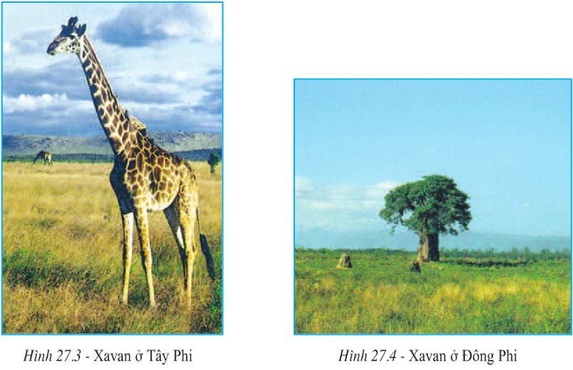 Lý thuyết Địa Lí 7 Bài 27: Thiên nhiên châu Phi hay, chi tiết (tiếp theo) 